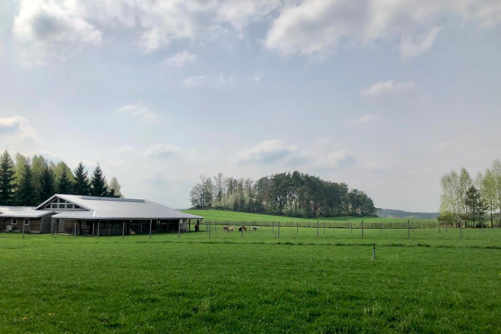Alpakarium, Hodowla Alpak & Pensjonat Stara Kornica Buitenkant foto