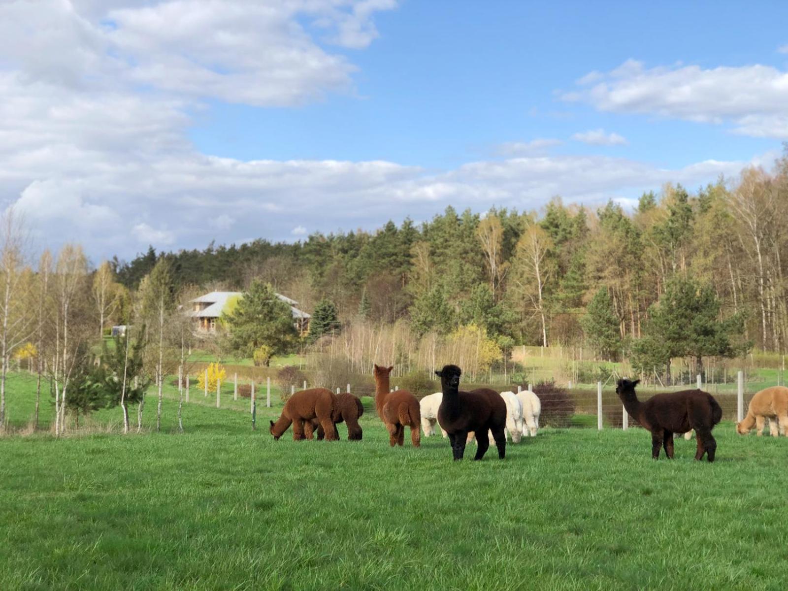 Alpakarium, Hodowla Alpak & Pensjonat Stara Kornica Buitenkant foto