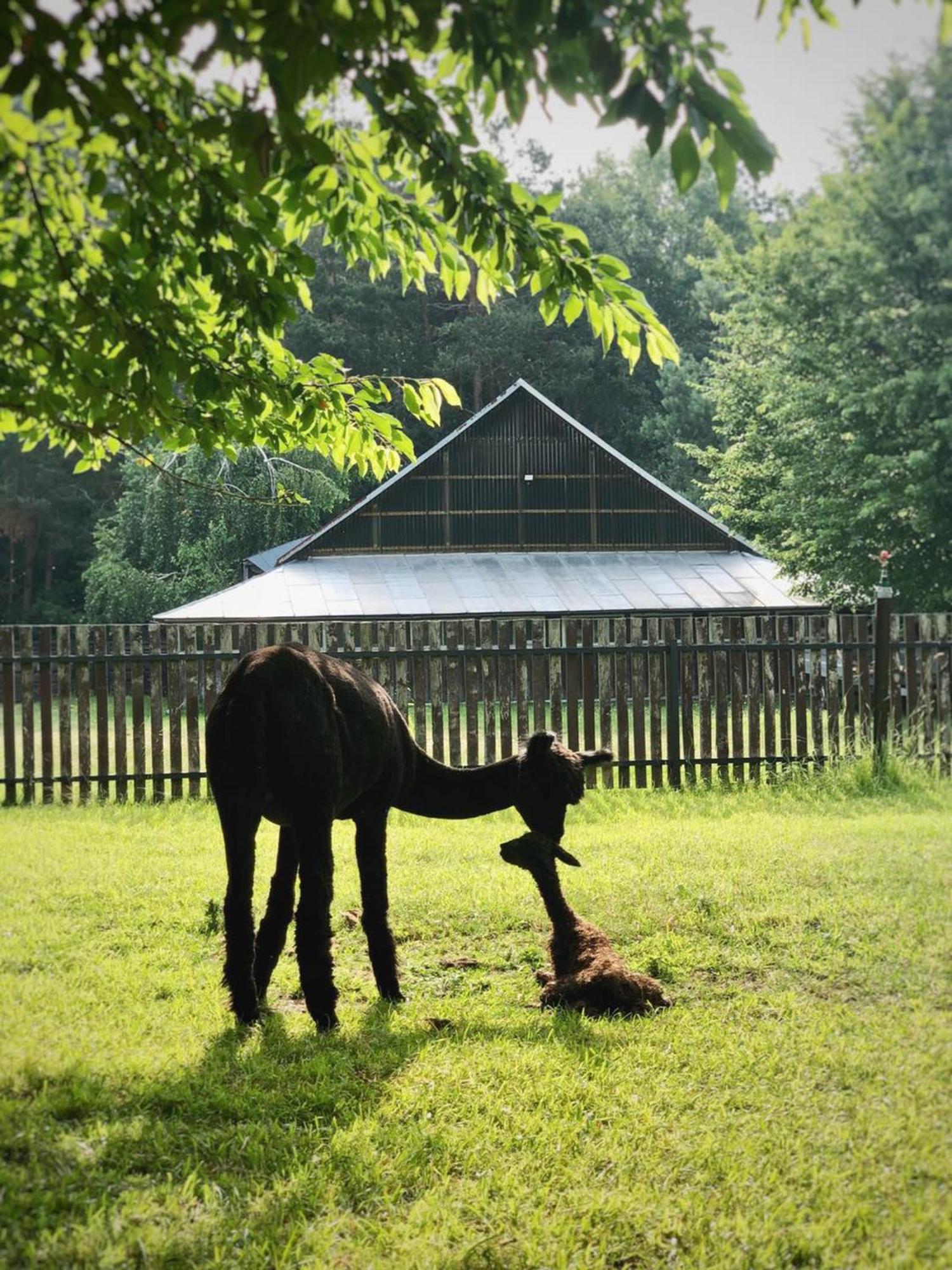 Alpakarium, Hodowla Alpak & Pensjonat Stara Kornica Buitenkant foto