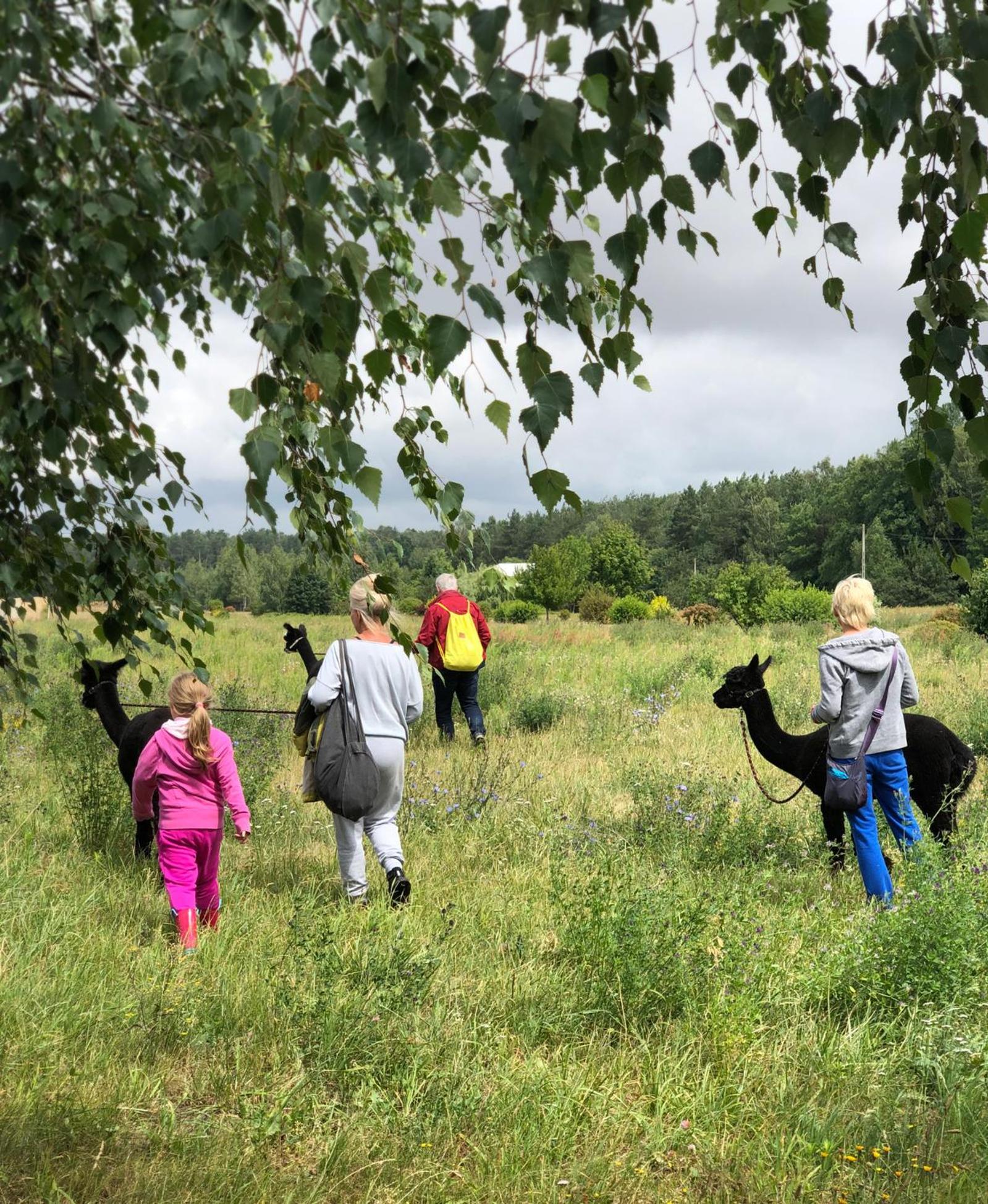 Alpakarium, Hodowla Alpak & Pensjonat Stara Kornica Buitenkant foto