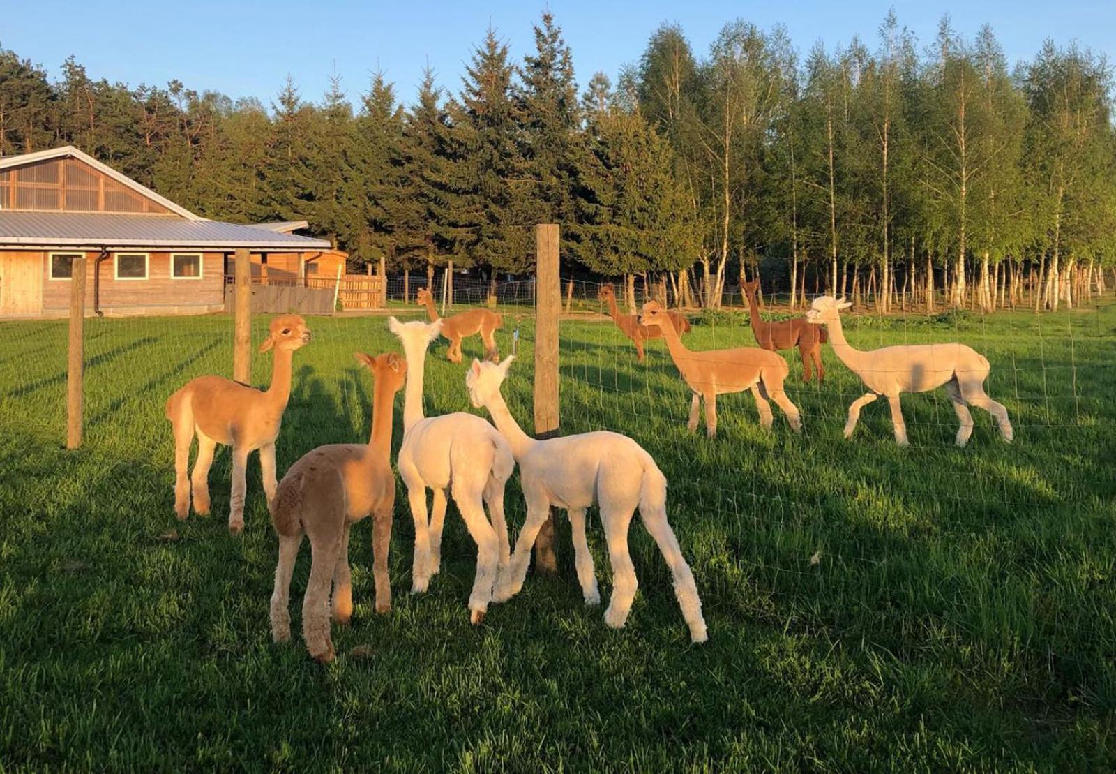 Alpakarium, Hodowla Alpak & Pensjonat Stara Kornica Buitenkant foto