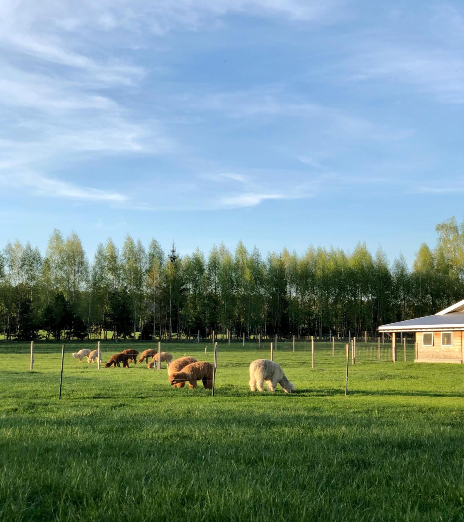 Alpakarium, Hodowla Alpak & Pensjonat Stara Kornica Buitenkant foto
