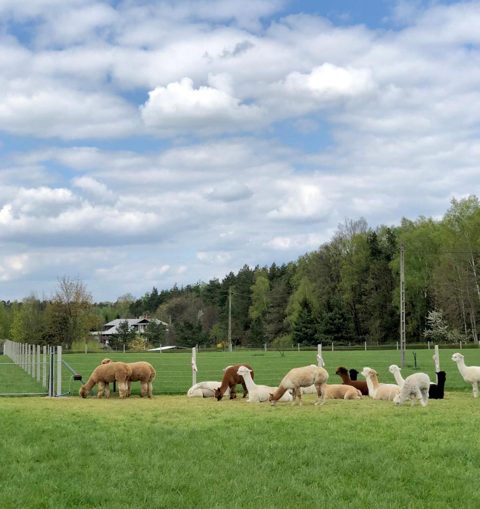 Alpakarium, Hodowla Alpak & Pensjonat Stara Kornica Buitenkant foto